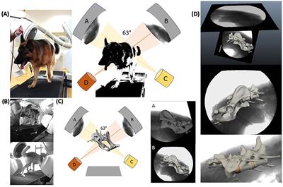 Three-Dimensional Kinematics of the Pelvis and Caudal Lumbar Spine in German Shepherd Dogs